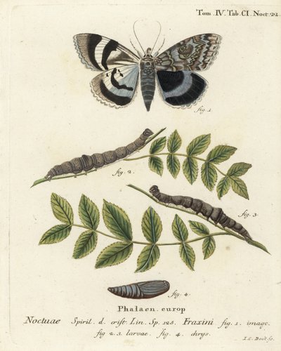 Blauer Unterflügel oder Clifden Nonpareil, Catocala fraxini. Handkolorierter Kupferstich von Johann Carl Bock nach Eugenius Johann Christoph Espers Die Schmetterlinge in Abbildungen nach der Natur, Erlangen von Johann Carl Bock