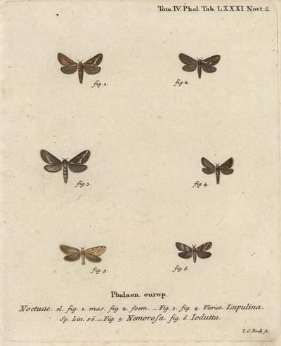 Gemeine Schnellmotte, Korscheltellus Lupulina, Goldene Schnellmotte, Phymatopus Hecta und Pharmacis Carna von Johann Carl Bock
