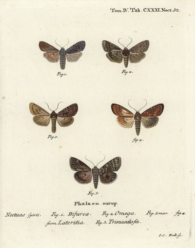 Konformist, Lithophane furcifera 1, Doppelstrich, Graphiphora augur 2, seltene Bräune, Apamea lateritia 3,4, und Silberbögen, Polia hepatica 5 von Johann Carl Bock