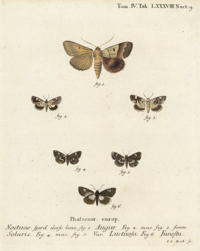 Doppelter Pfeil oder Wahrsager, Graphiphora augur 1, Blasse Schulter, Acontia lucida 2,3, Vierfleck-Motte, Tyta luctuosa 4,5, und Druiden-Motte, Aedia funesta 6. Handkolorierter Kupferstich von Johann Carl Bock nach Eugenius Johann Christoph Espers Die Sch von Johann Carl Bock