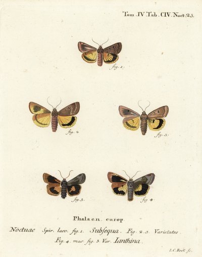 Mondgelber Unterflügel, Noctua orbona 1, und kleiner breitgeränderter gelber Unterflügel oder Langmaids gelber Unterflügel, Noctua janthina 2-5. Handkolorierter Kupferstich von Johann Carl Bock nach Eugenius Johann Christoph Espers Die Schmetterlinge in Ab von Johann Carl Bock