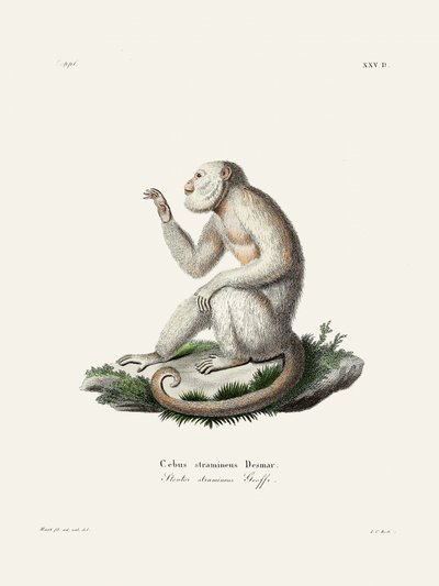 Schlanker Kapuzineraffe von Johann Christian Daniel Von Schreber