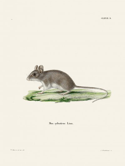 Ratte von Johann Christian Daniel Von Schreber