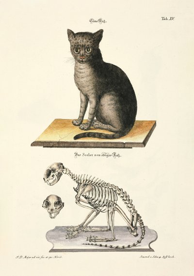 Hauskatze und ihr Skelett von Johann Daniel Meyer