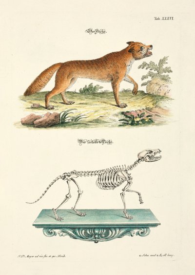 Fuchs und sein Skelett von Johann Daniel Meyer
