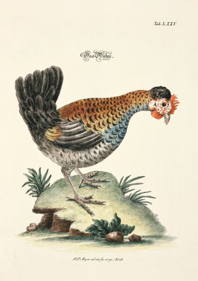 Das Huhn von Johann Daniel Meyer