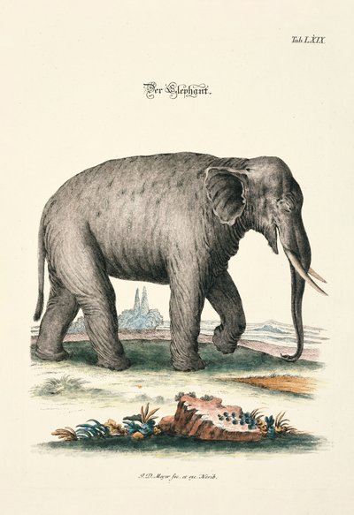 Der Elefant von Johann Daniel Meyer