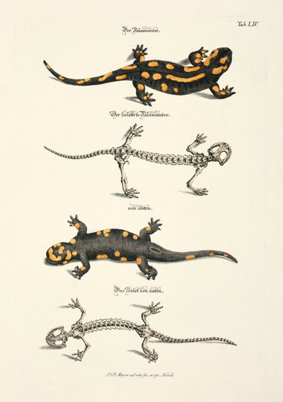 Der Feuersalamander mit Skelett von Johann Daniel Meyer