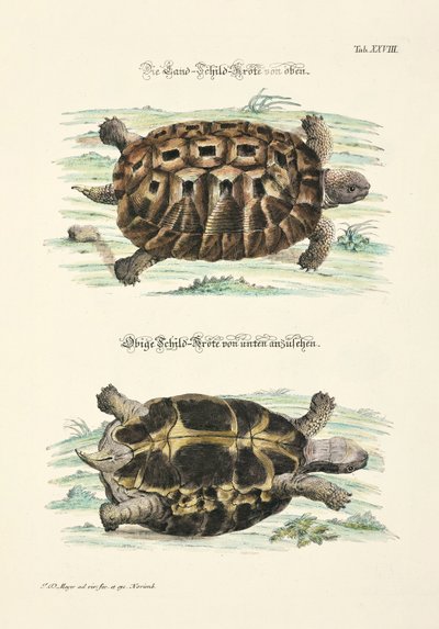 Die Landschildkröte von oben und unten von Johann Daniel Meyer
