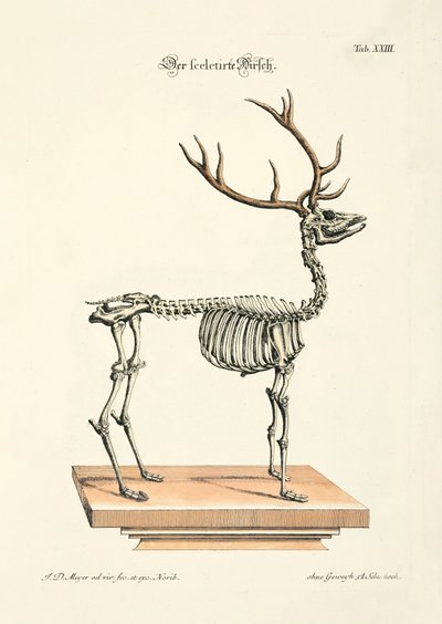 Das skelettierte Rotwild von Johann Daniel Meyer