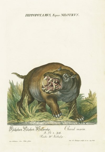 Nilpferd mit offenem Maul von Johann Elias Ridinger