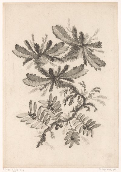 Zweige mit Beeren von Johann Heinrich  Hess