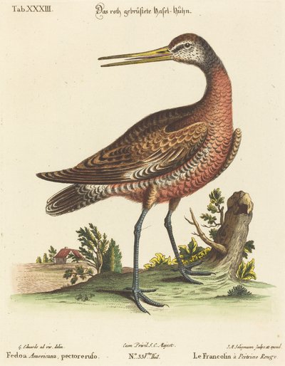 Fedoa Americana, pectore ruso von Johann Michael Seligmann after George Edwards