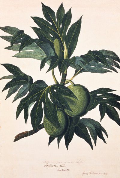 Ein Ast des Brotfruchtbaums mit Früchten, ca. 1773 von Johann Sebastien Muller