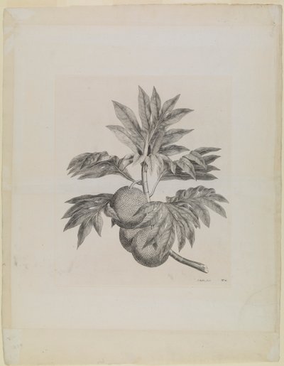 Ein Ast des Brotfruchtbaums mit der Frucht von Johann Sebastien Muller