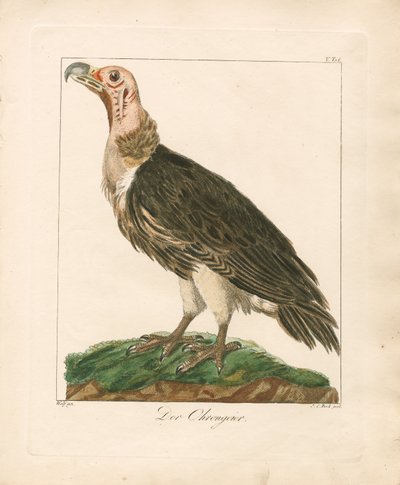 Der Ohrengeier von Johann Wolf