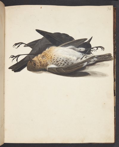Studie von zwei toten Amseln, Männchen und Weibchen, liegend von Johanna Fosie