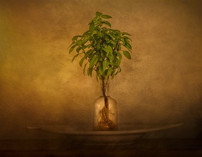 Verwurzelte Pflanze Stillleben von John-Mei Zhong