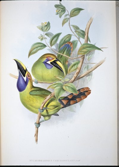 Blaukehl-Rillenschnabel-Tukan (Aulacoramphus Caeruleogularis) von John (after) Gould