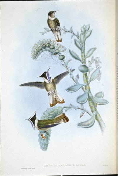 Blaukehl-Helmhaube von John (after) Gould