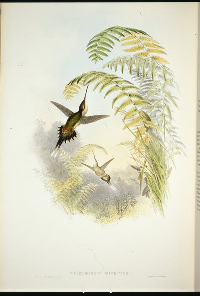 Bourciers Einsiedler (Phaethornis Bourcieri) von John (after) Gould