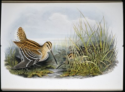 Großer Schnepfenvogel (Gallinaco Major) von John (after) Gould