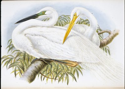 Großer Weißer Reiher (Herodias Alba) von John (after) Gould