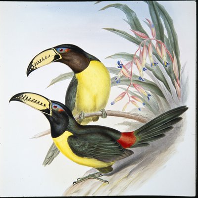 Beschrifteter Aracari-Tukan (Pteroglossus Inscriptus) von John (after) Gould