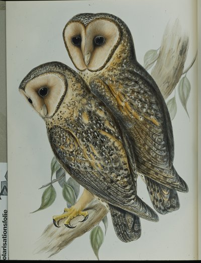Maskierte Schleiereule von John (after) Gould