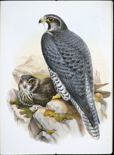 Norwegischer oder Gerfalke (Falco Gyrfalco) von John (after) Gould