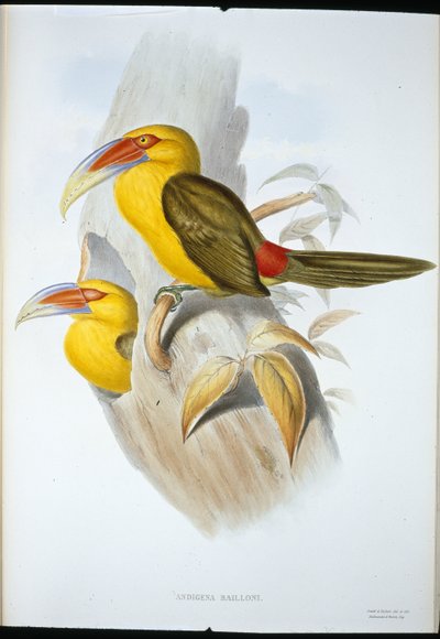 Safranfarbener Bergtukan von John (after) Gould