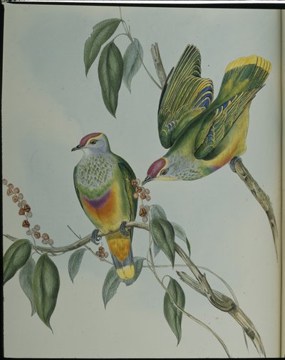 Swainsons Fruchttaube (Ptilinopus Swainsonii) von John (after) Gould
