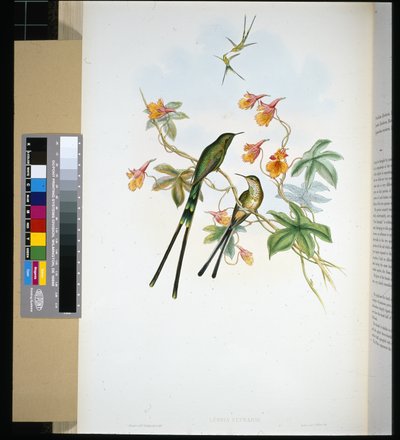 Trainträger (Lesbia Eucharis) von John (after) Gould