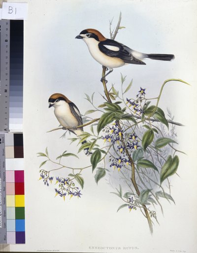 Rotkopfwürger (handkolorierte Lithografie) von John (after) Gould