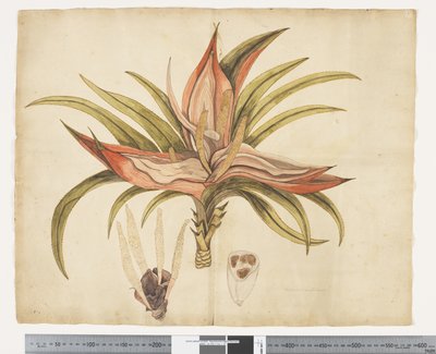 F.1 Freycinetia baueriana, ca. 1790-95 von John (attr. to) Doody