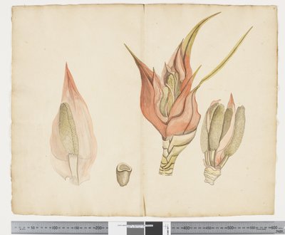 F.33 Freycinetia baueriana, ca. 1790-95 von John (attr. to) Doody