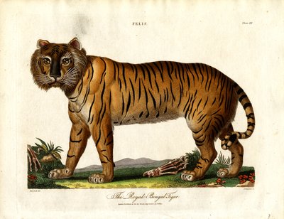 Der Königliche Bengalische Tiger (Felis Tigris) von John Chapman