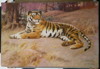 Der Tiger von John Charles Dollman