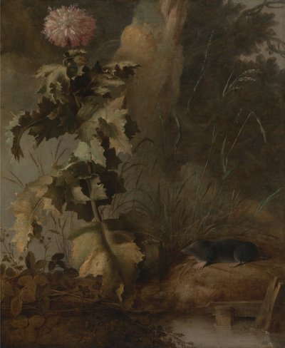 Eine ägyptische Mohnblume und ein Wassermolch von John Crome