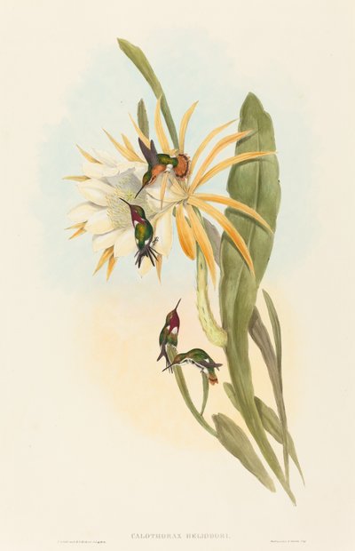 Calothorax heliodori von John Gould and Henry Constantine Richter John Gould and Henry Constantine Richter