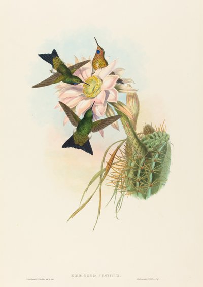 Glühender Puff-Leg von John Gould and Henry Constantine Richter John Gould and Henry Constantine Richter