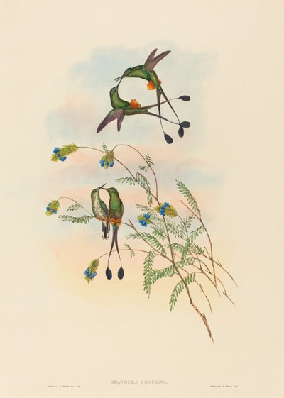 Spathura peruana Peruanischer Racket-Tail von John Gould and Henry Constantine Richter John Gould and Henry Constantine Richter