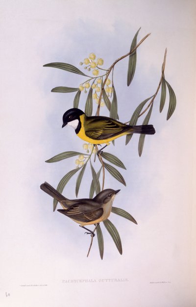 Schwarzschwanz-Pfeifer (Pachycephala melanura), Gravur von John Gould