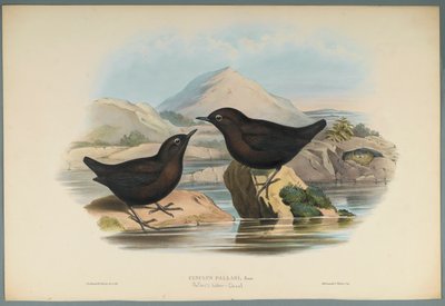 Wasseramsel von John Gould