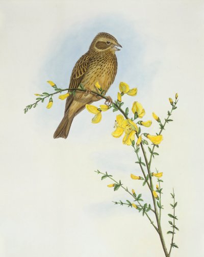 Rohrammer (Emberiza calandra), Gravur von John Gould von John Gould