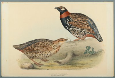 Europäisches Francolin von John Gould