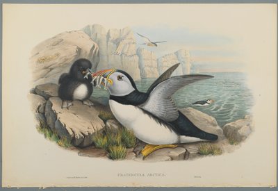 Papageitaucher von John Gould