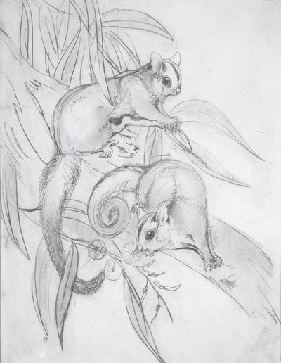 Gleitbeutler von John Gould