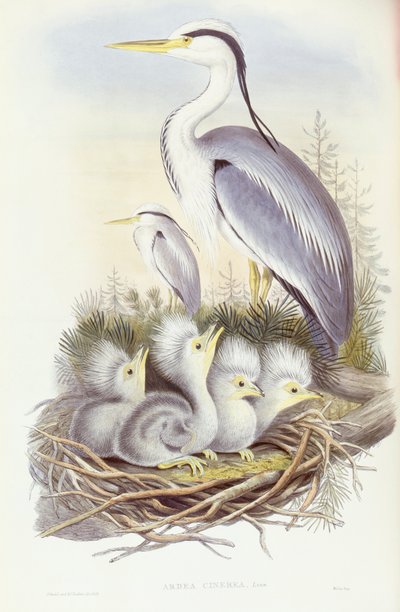 Graureiher (Ardea cinerea), Gravur von John Gould von John Gould