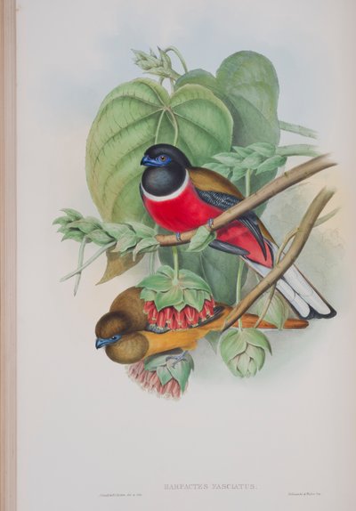 Harpactes Fasciatus, Tafel aus Die Vögel von Großbritannien von John Gould, veröffentlicht 1862-73 von John Gould